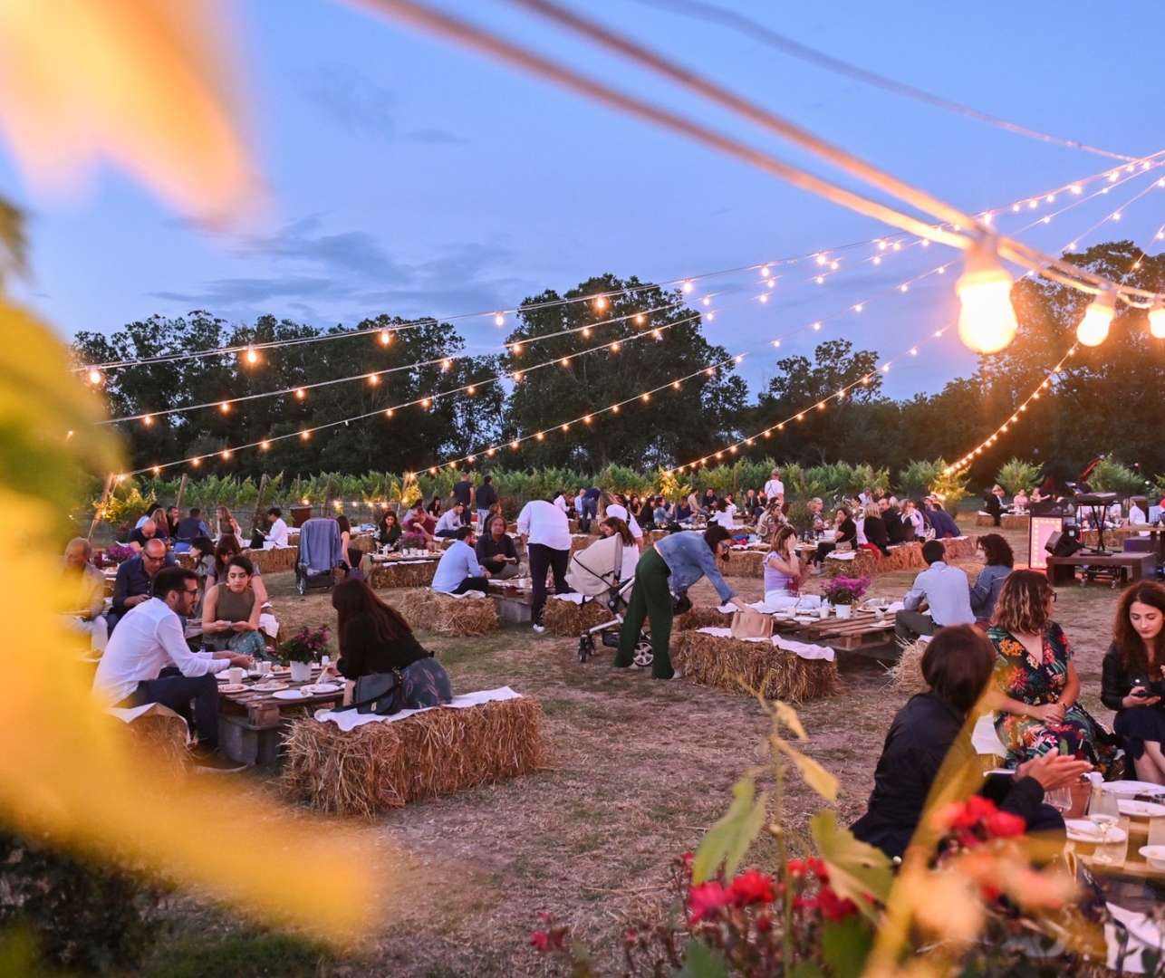 Al Vigneto ristorante Cantina Coppola