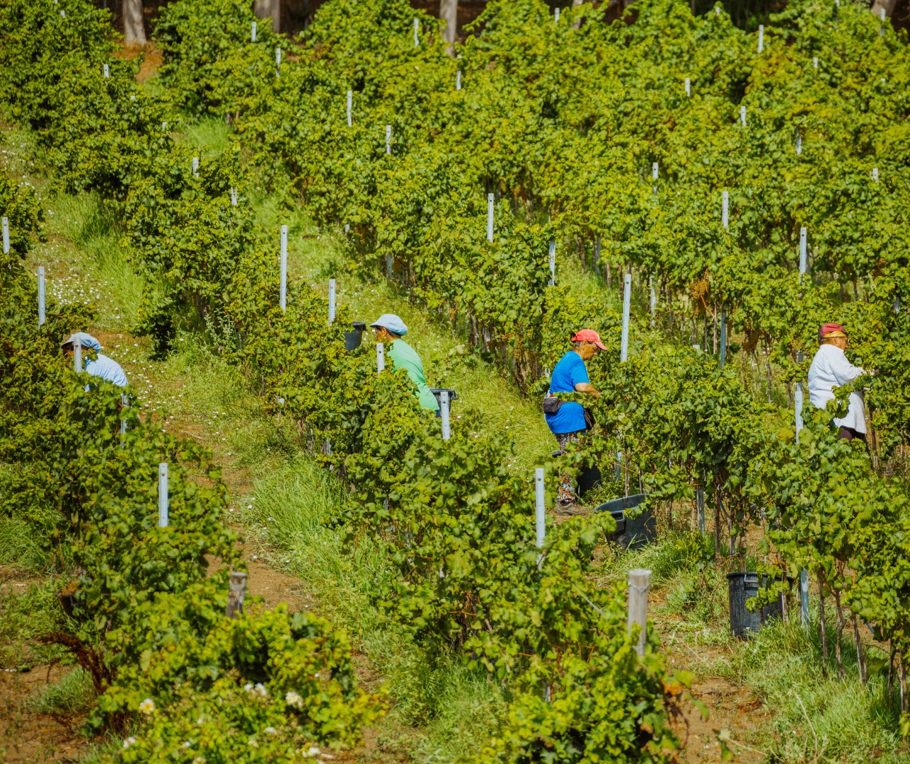 cantina-coppola-le-tenute-vendemmia-2024