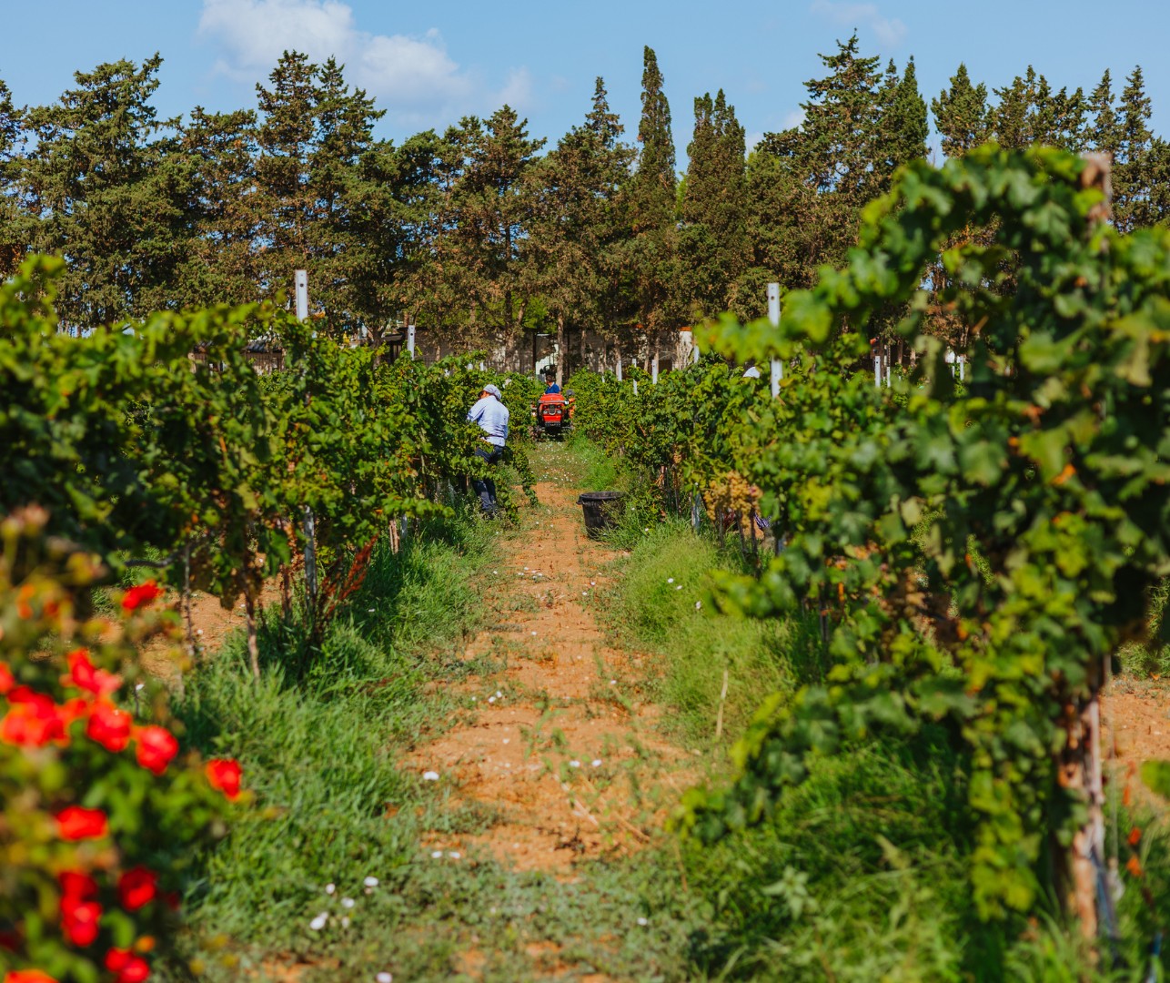 cantina-coppola-le-tenute