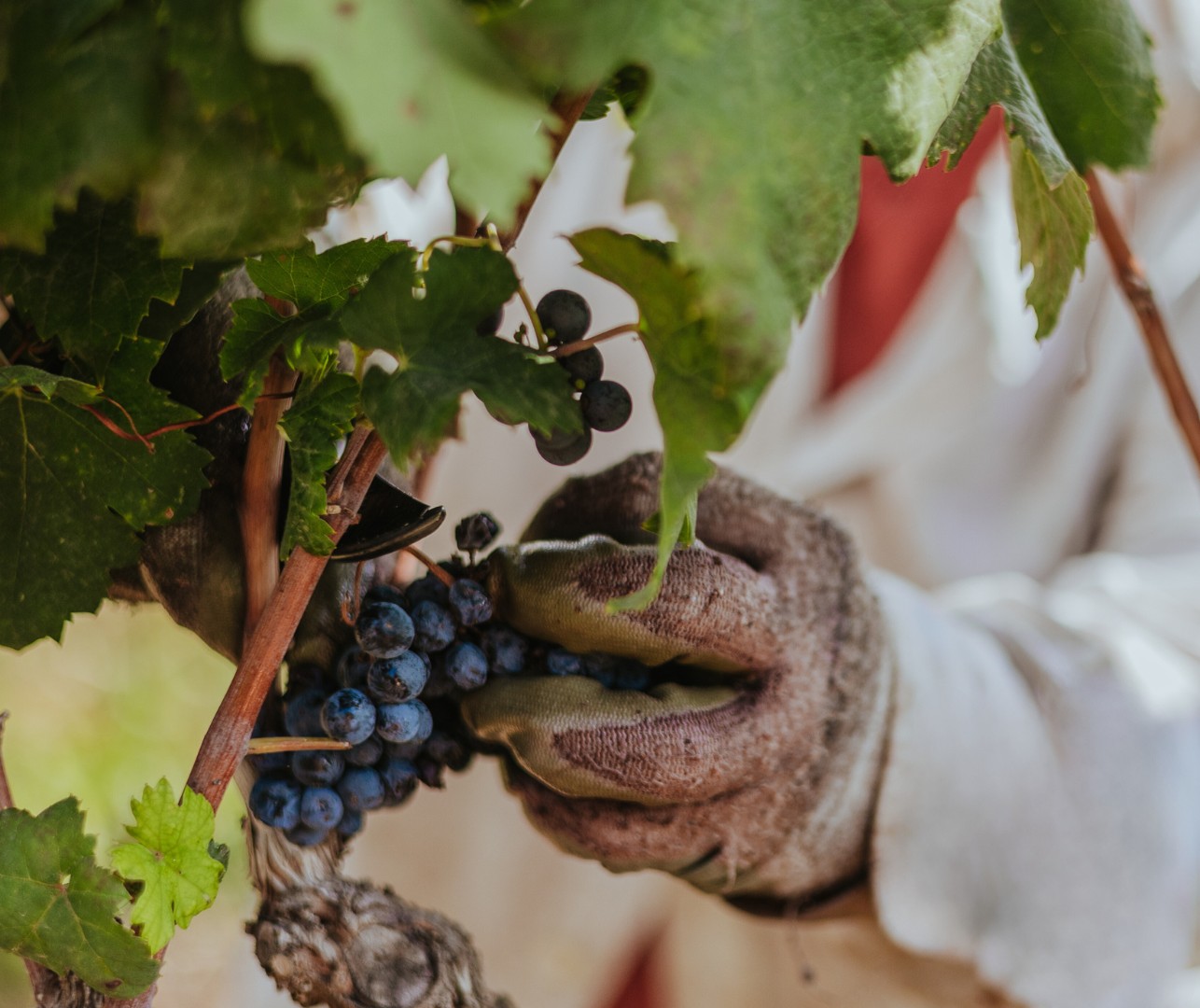 cantina-coppola-vendemmia-2024 (2)