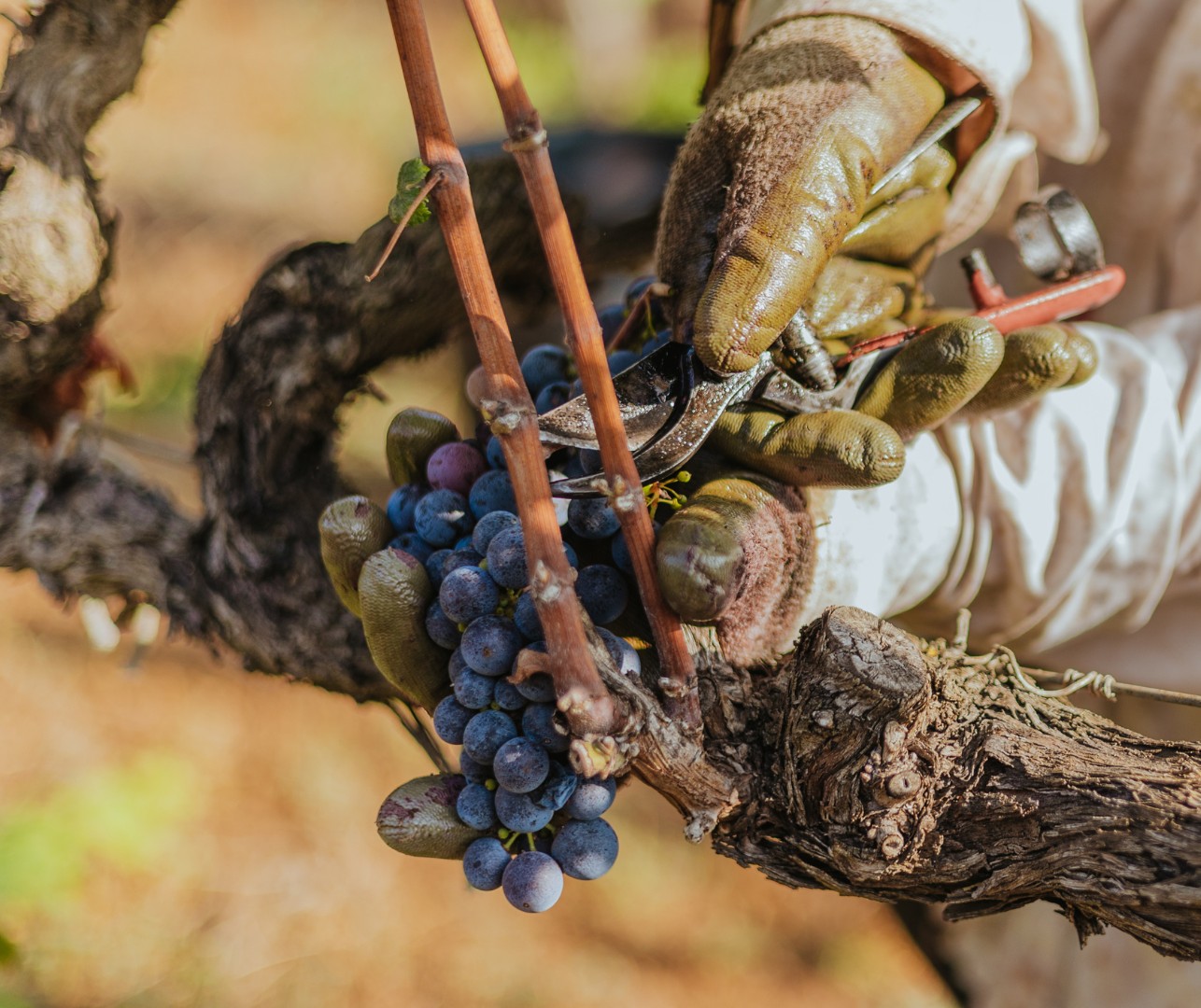 cantina-coppola-vendemmia-2024 (3)