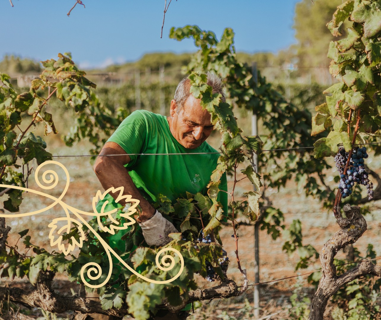 cantina-coppola-vendemmia-2024 (5)