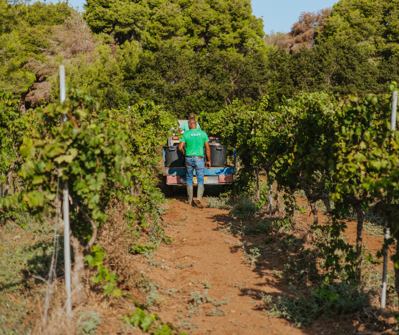cantina-coppola-vendemmia-2024